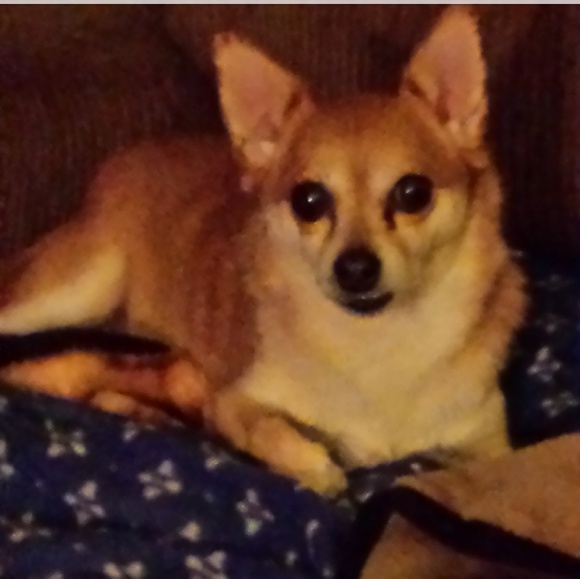 These are my fur babies, PRINCESS & ROSA - Picture 4 of 8